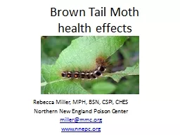 Brown Tail Moth health effects