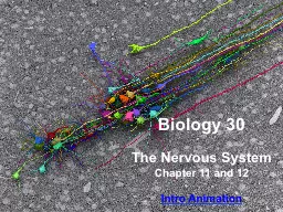 1 Biology 30 The Nervous System