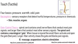 PPT-Touch (Tactile) Four basics: pressure, warmth, cold, pain