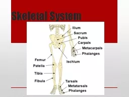 Skeletal System Classification of Bone: