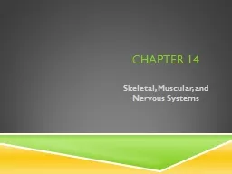 Chapter 14 Skeletal, Muscular, and Nervous Systems