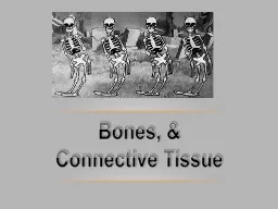 Bones, & Connective Tissue