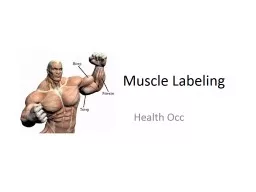 Muscle Labeling Health  Occ