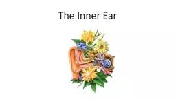 The Inner Ear  Inner ear anatomy