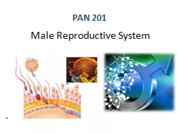 PPT-Male Reproductive System