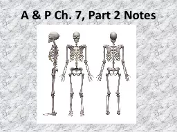 A & P Ch. 7, Part 2 Notes