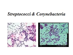 Streptococci &  Corynebacteria
