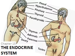 THE ENDOCRINE SYSTEM Chapter 15