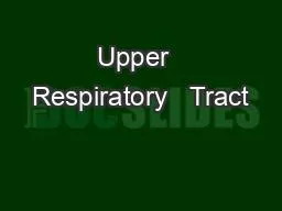 Upper  Respiratory   Tract