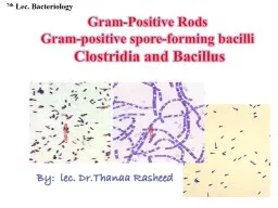 Gram-Positive Rods  Gram-positive spore-forming bacilli