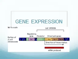 GENE EXPRESSION CONSTITUTIVE GENE PRODUCTS ARE NEEDED BY THE BODY AT ALL TIMES