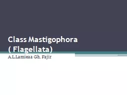 Class  Mastigophora (  Flagellata