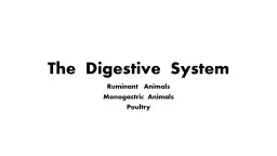 PPT-The Digestive System Ruminant Animals