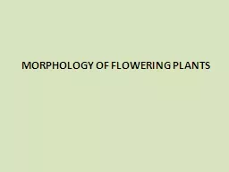 MORPHOLOGY OF FLOWERING PLANTS