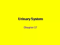 Urinary System Chapter 17