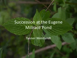 Succession at the Eugene Millrace Pond