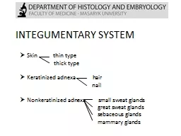 INTEGUMENTARY SYSTEM  Skin