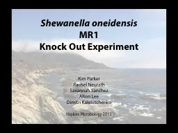 Shewanella   oneidensis  MR1