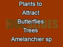 Virginia Native Plants to Attract Butterflies Trees Amelanchier sp