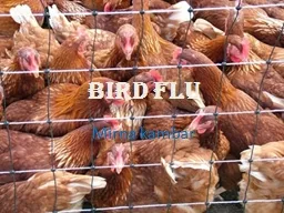 Bird Flu   Mirna kambar