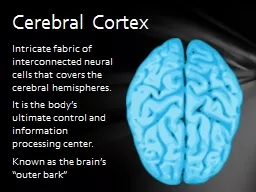 Intricate fabric of interconnected neural cells that covers the cerebral hemispheres.