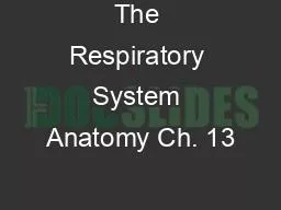 The Respiratory System Anatomy Ch. 13