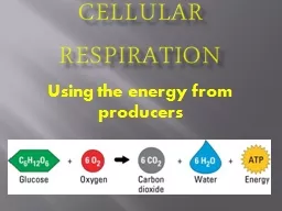 Cellular Respiration Using the energy from producers