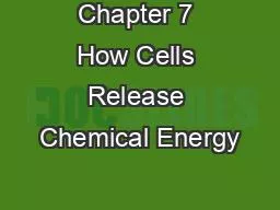 Chapter 7 How Cells Release Chemical Energy