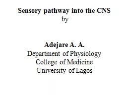 Sensory pathway into the CNS