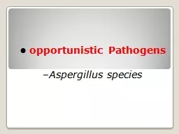 •  opportunistic Pathogens