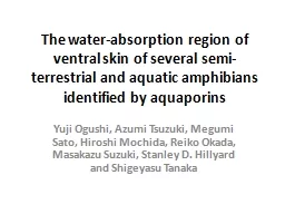 The water-absorption region of ventral skin of several semi-terrestrial and aquatic amphibians