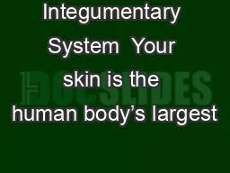 PPT-Integumentary System Your skin is the human body’s largest