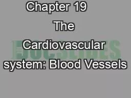 Chapter 19     The Cardiovascular system: Blood Vessels