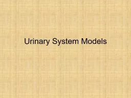 Urinary System Models The Kidney