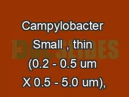 PPT-Campylobacter Small , thin (0.2 - 0.5 um X 0.5 - 5.0 um),