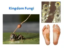 PPT-Kingdom Fungi Fungi Autotroph