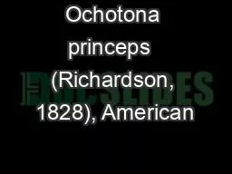 Ochotona princeps  (Richardson, 1828), American