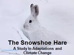 The Snowshoe Hare A Study in Adaptations and Climate Change