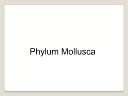 PPT-Phylum Mollusca Characteristics of Phylum Mollusca