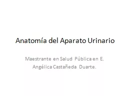 Anatomía del Aparato Urinario