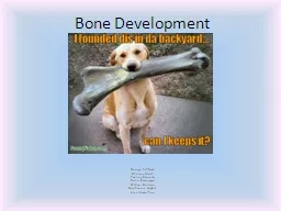 Bone Development George