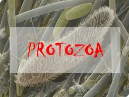 PROTOZOA Apa   itu  Protozoa ???