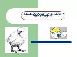 PEMELIHARAAN ANAK AYAM TIPE PETELUR