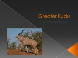 Greater Kudu	 By: Logan Hayes