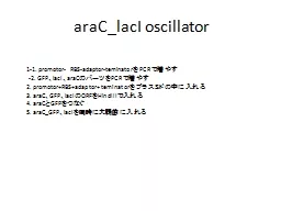 araC_lacI  oscillator 1-1.