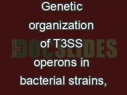 Figure S1 : Genetic organization of T3SS operons in bacterial strains,