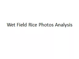 Wet Field Rice Photos Analysis