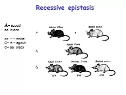 Recessive epistasis A – agouti