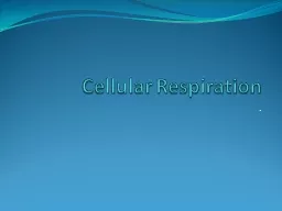 Cellular Respiration  .
