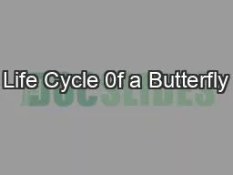 Life Cycle 0f a Butterfly